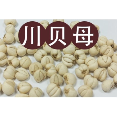 川貝母（Chuān Bèi Mǔ）