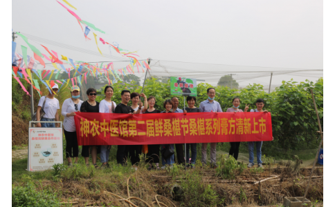 桑椹滿枝頭，采摘正當(dāng)時- 神農(nóng)中醫(yī)館鮮桑椹合作基地采摘紀實